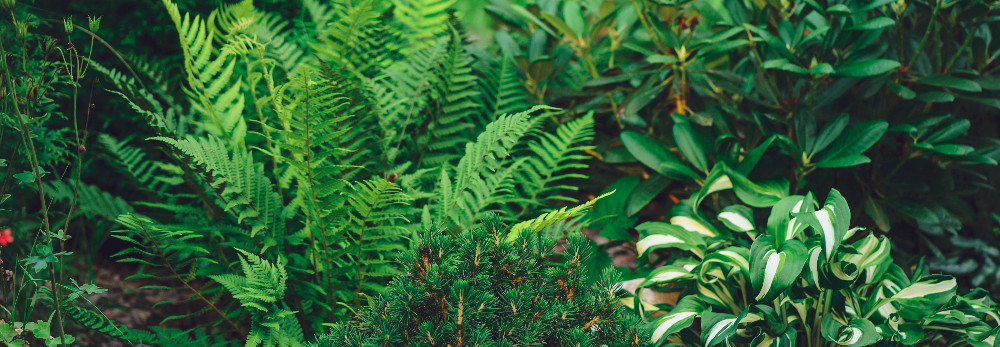 Lusher grüner Farn im Garten